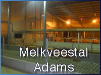 melkveestaladams