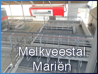 melkveestalmarien